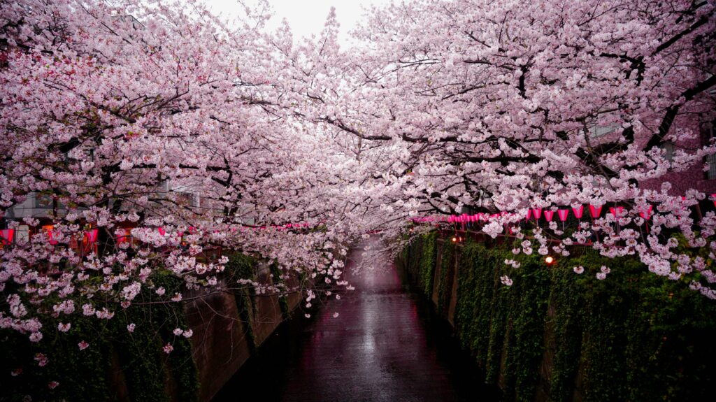 Best Time to Travel for Sakura