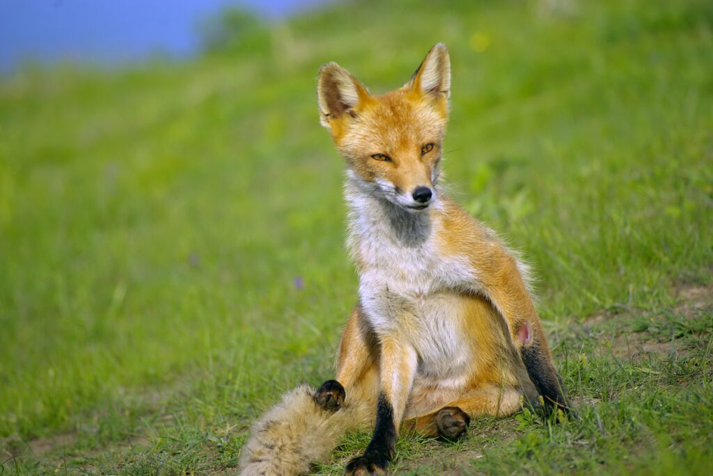 Incredible Wildlife