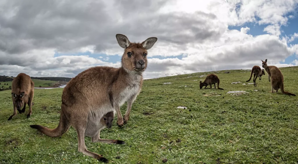 Kangaroo Island