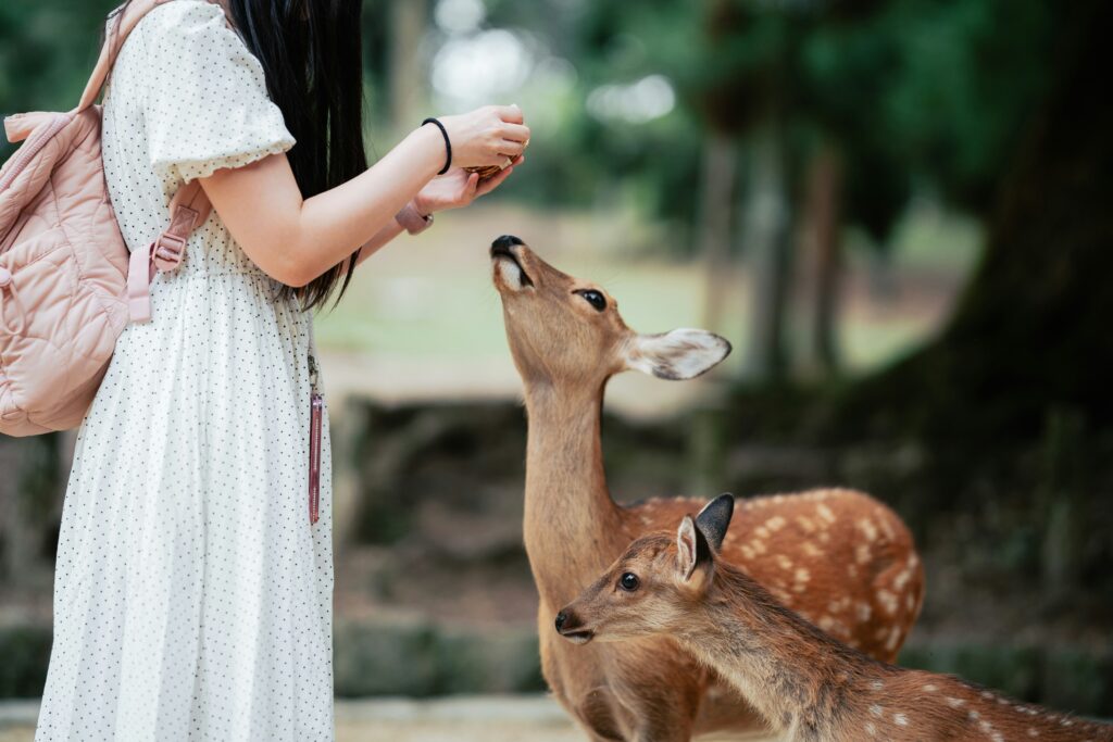 Nara Home to Ancient Temples