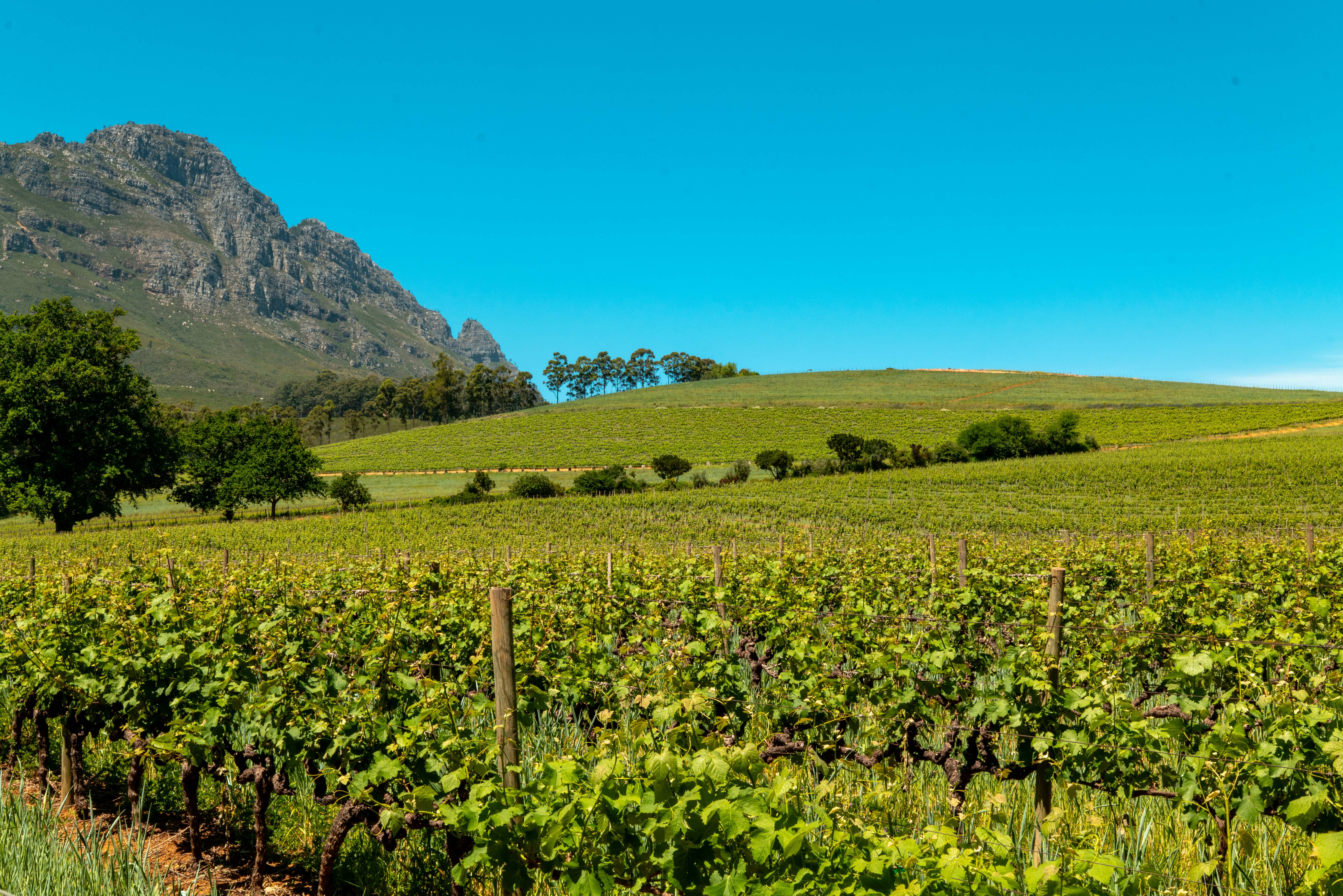 Stellenbosch and Franschhoek Wine Regions