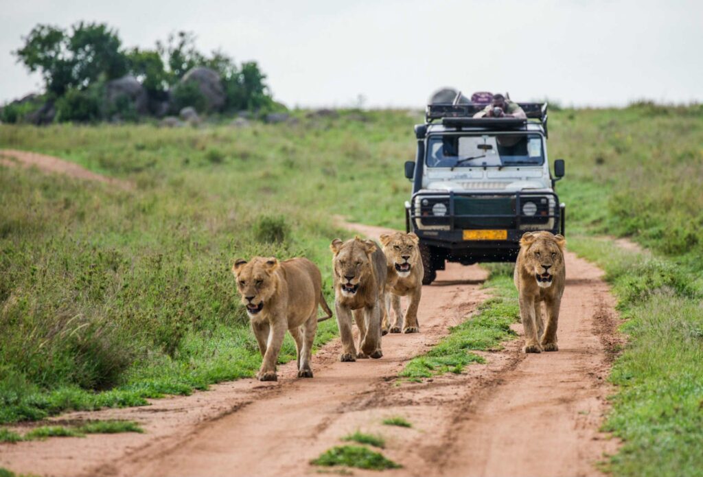 Choosing the Best South Africa Safari