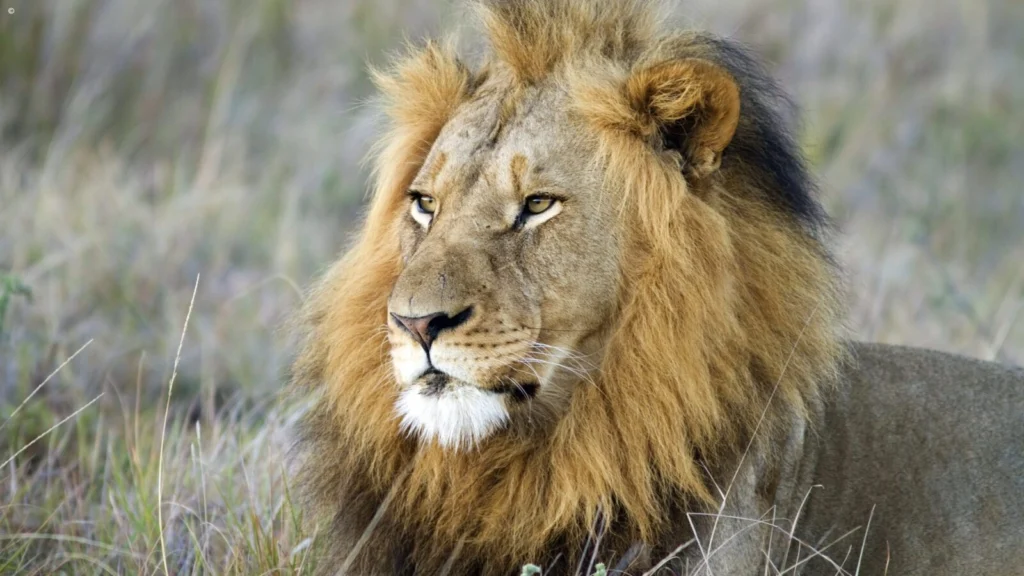 Eastern Cape Safari Experiences