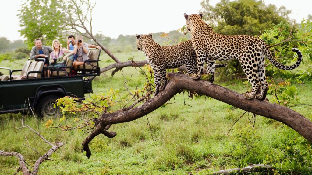 Introduction to South Africa Safari