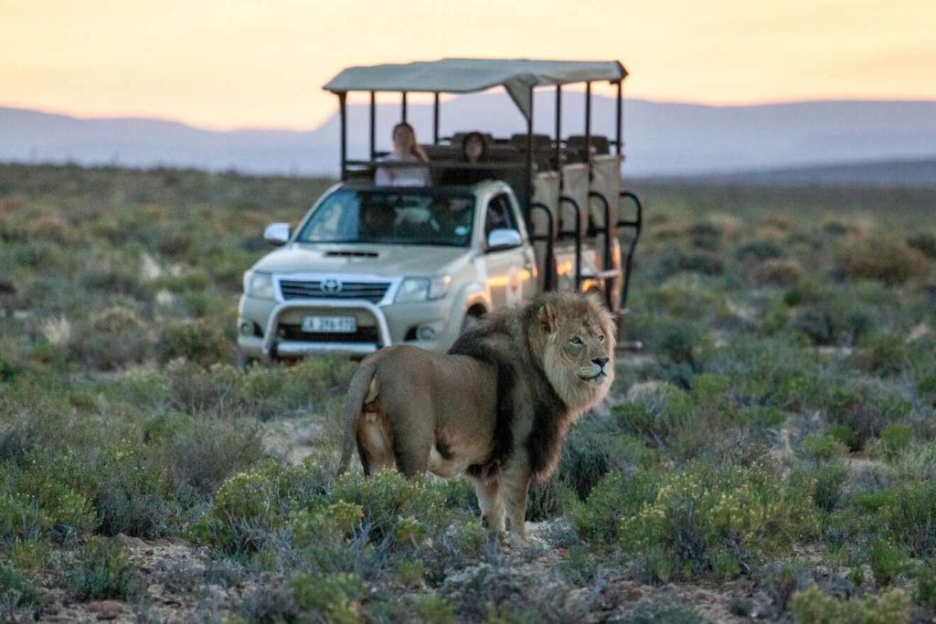 Safaris Near Cape Town Unique Experiences