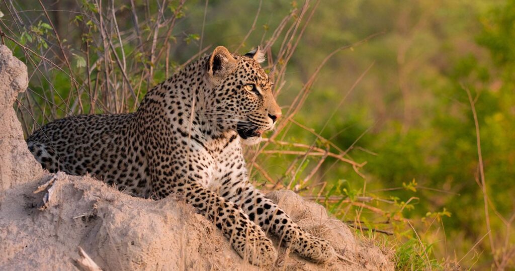 Top Safari Locations in South Africa