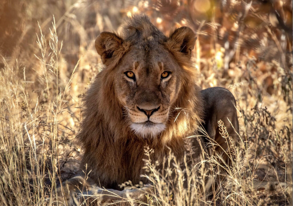 Wildlife Encounters and the Big Five