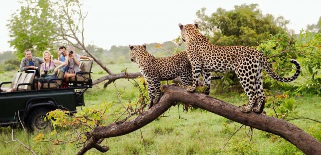 Big 5 Safari Adventures