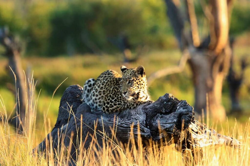 Introduction to Safari Experiences