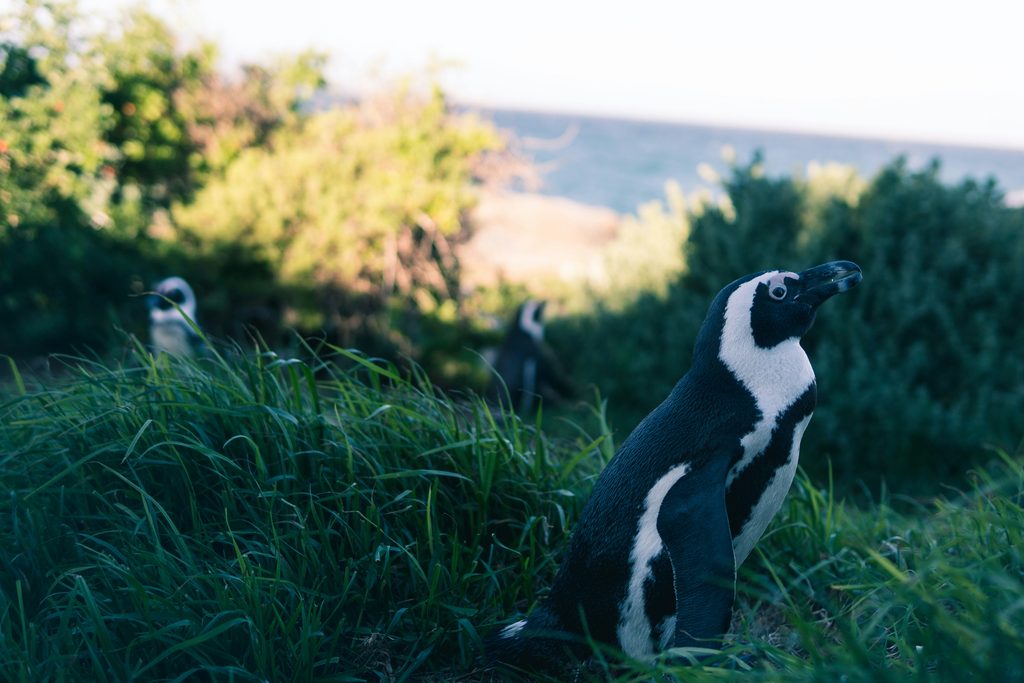 Penguin Encounters