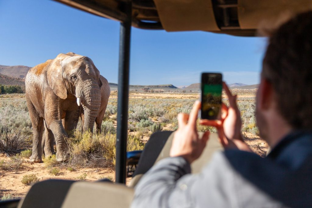 What to Expect on Your First Safari Near Cape Town